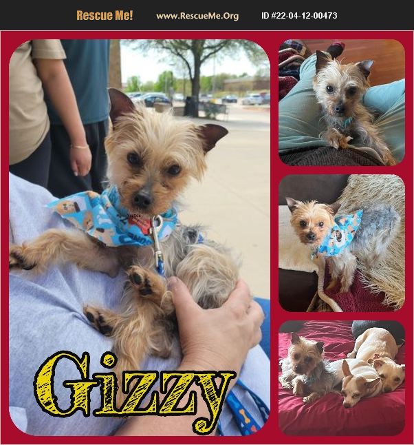ADOPT 22041200473 ~ Yorkie Rescue ~ Ft Worth , TX