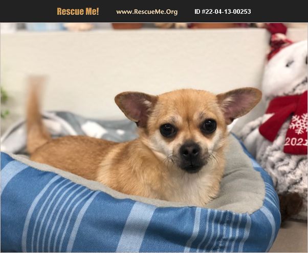 ADOPT 22041300253 ~ Chihuahua Rescue ~ Tucson, AZ