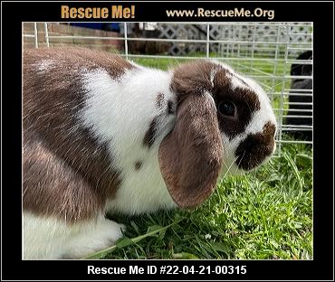 - Pennsylvania Rabbit Rescue - ADOPTIONS - Rescue Me!