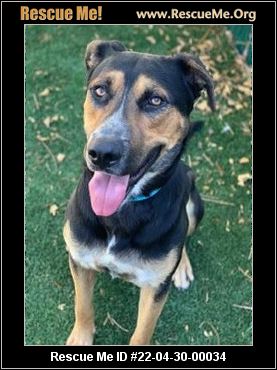 - Oregon Rottweiler Rescue - ADOPTIONS - Rescue Me!