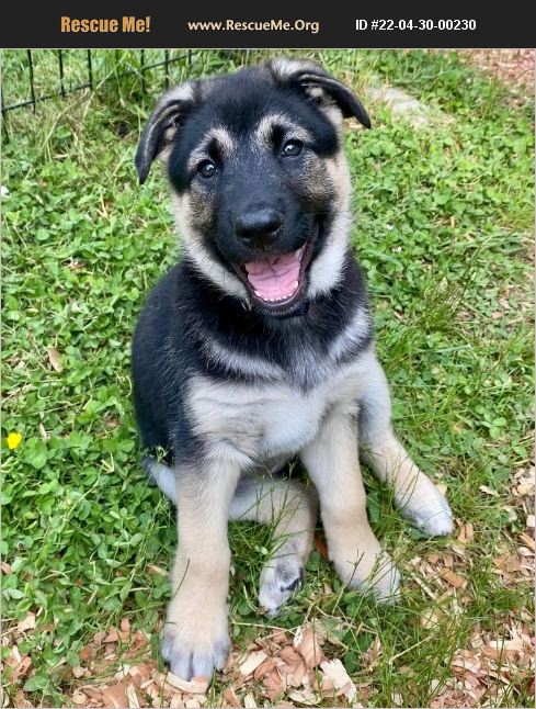 ADOPT 22043000230 ~ German Shepherd Rescue ~ Cedar Mountain, NC