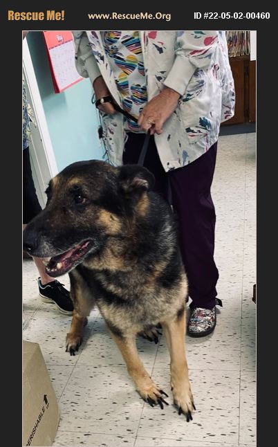 ADOPT 22050200460 ~ German Shepherd Rescue ~ Rustburg, VA