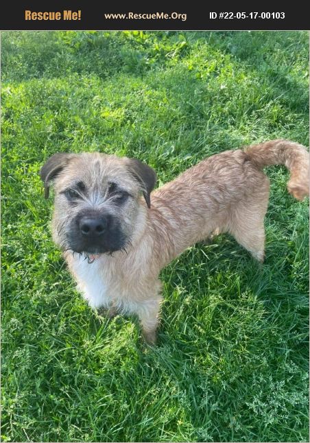 ADOPT 22051700103 ~ Border Terrier Rescue ~ New Oxford, PA