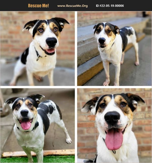 Chicago Lab Rescue ADOPT 22051900006 ~ Lab Rescue ~ Chicago, IL