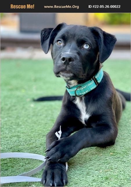 ADOPT 22052600022 ~ Lab Rescue ~ Chandler, AZ