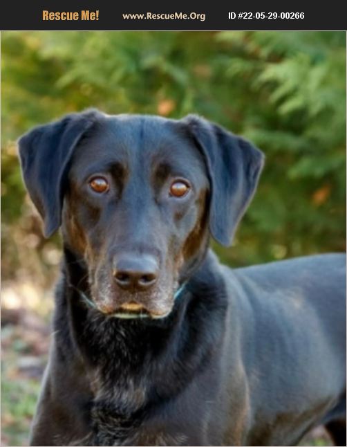 ADOPT 22052900266 ~ Lab Rescue ~ Hall County, GA