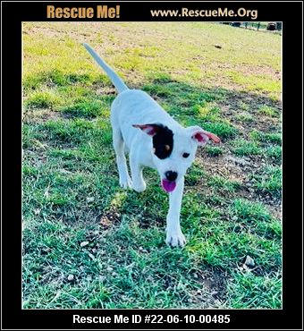 - Texas Australian Cattle Dog Rescue - ADOPTIONS - Rescue Me!