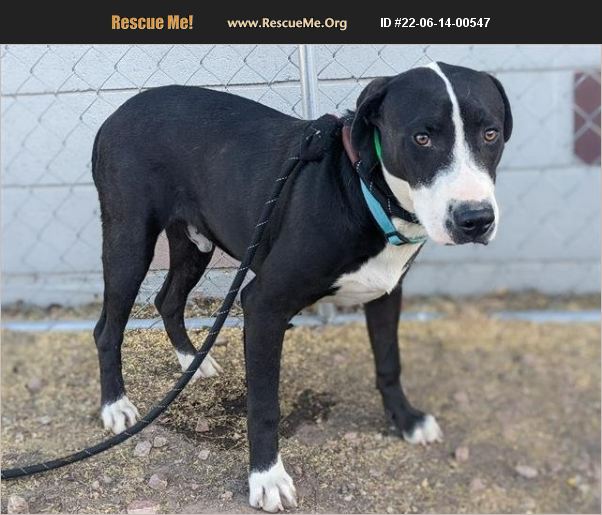 ADOPT 22061400547 ~ Lab Rescue ~ PHOENIX, AZ