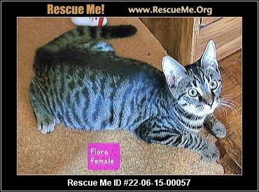 - California Maine Coon Rescue - ADOPTIONS - Rescue Me!