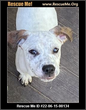 - Connecticut Dog Rescue - ADOPTIONS - Rescue Me!
