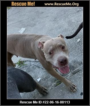 - Florida Pit Bull Rescue - ADOPTIONS - Rescue Me!