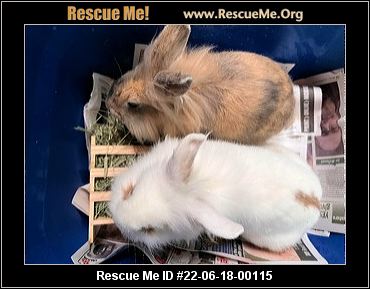 - North Carolina Rabbit Rescue - ADOPTIONS - Rescue Me!