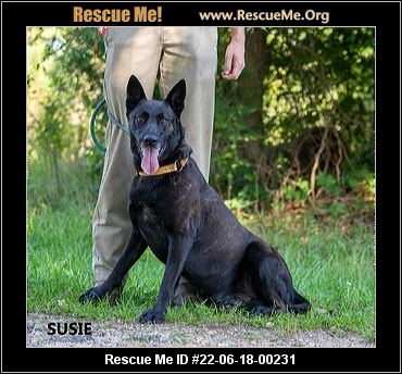 - Georgia Belgian Malinois Rescue - ADOPTIONS - Rescue Me!