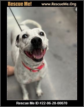 - Texas Dalmatian Rescue - ADOPTIONS - Rescue Me!