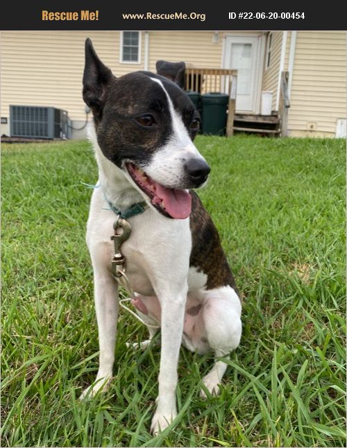 ADOPT 22062000454 ~ Jack Russell Rescue ~ McLeansville, NC