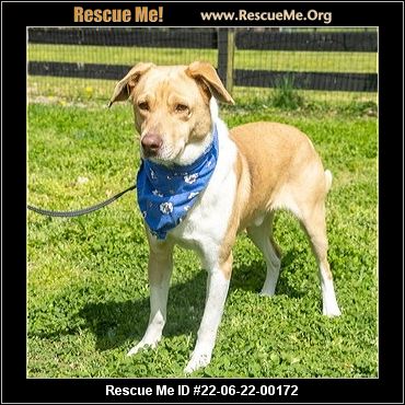 - Maryland Dog Rescue - ADOPTIONS - Rescue Me!