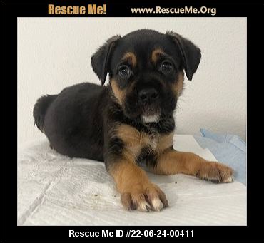 - Arizona German Shepherd Rescue - ADOPTIONS - Rescue Me!