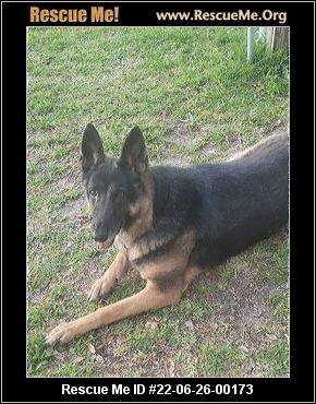 - Florida German Shepherd Rescue - ADOPTIONS - Rescue Me!