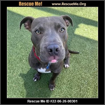 - Arizona Pit Bull Rescue - ADOPTIONS - Rescue Me!