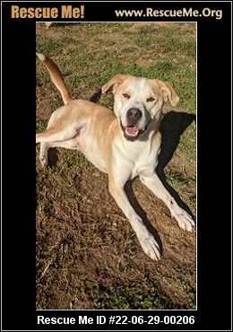 - Connecticut Dog Rescue - ADOPTIONS - Rescue Me!