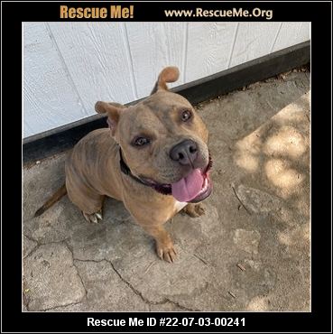 - Texas Pit Bull Rescue - ADOPTIONS - Rescue Me!