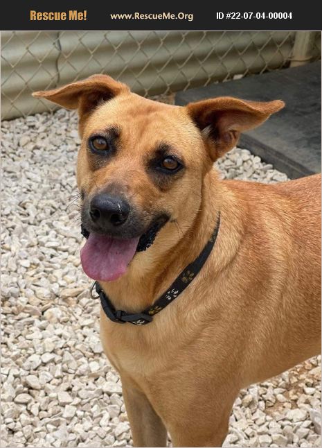 ADOPT 22070400004 ~ Redbone Coonhound Rescue ~ Virginia Beach, VA