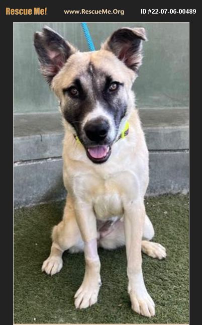 ADOPT 22070600489 ~ Anatolian Shepherd Rescue ~ Van Nuys, CA