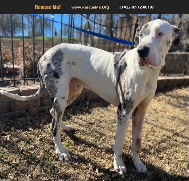 ADOPT 22071200197 ~ Great Dane Rescue ~ Dallas, TX