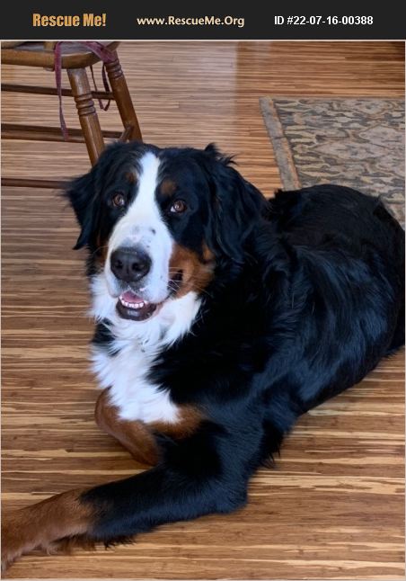 ADOPT 22071600388 ~ Bernese Mountain Dog Rescue ~ Bayfield, CO