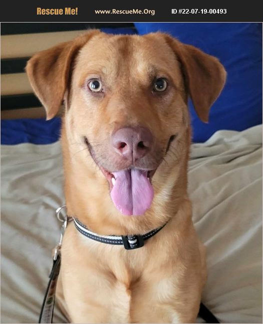 ADOPT 22071900493 ~ Lab Rescue ~ Phoenix, AZ