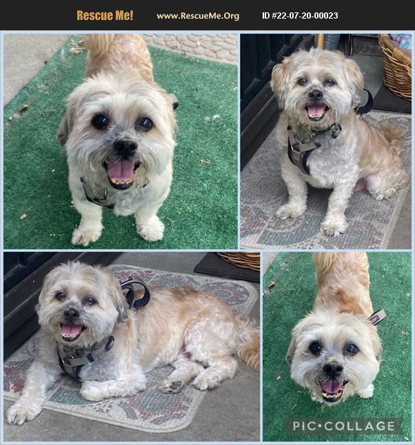 ADOPT 22072000023 ~ Shih Tzu Rescue ~ Downey, CA