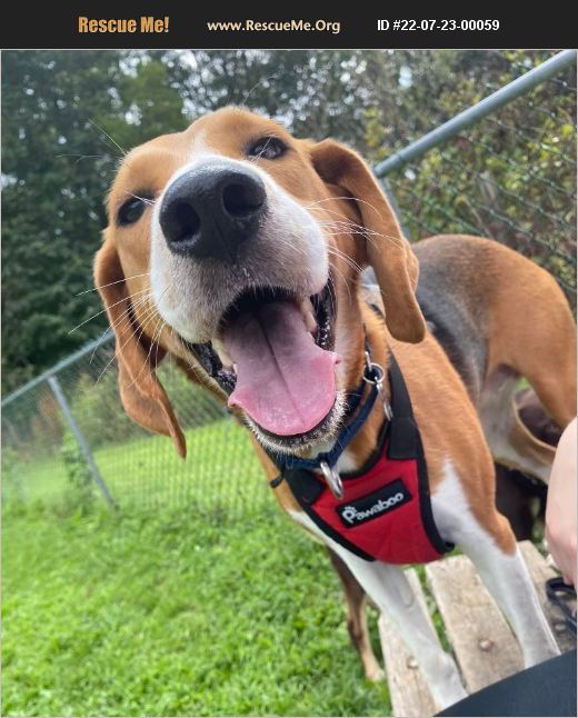 ADOPT 22072300059 ~ Foxhound Rescue ~ Charlottesville, VA