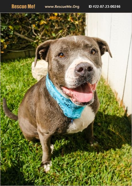 ADOPT 22072300246 ~ Pit Bull Rescue ~ Seattle, WA