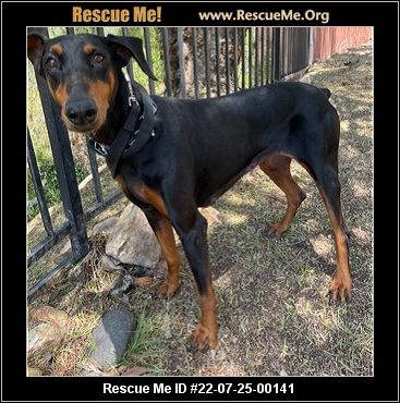 - California Doberman Pinscher Rescue - ADOPTIONS - Rescue Me!