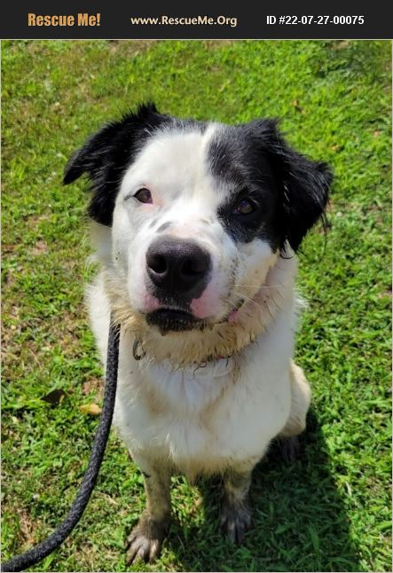 ADOPT 22072700075 ~ Border Collie Rescue ~ Lisbon, OH