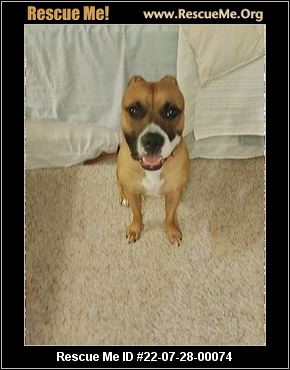 - Texas Boxer Rescue - ADOPTIONS - Rescue Me!