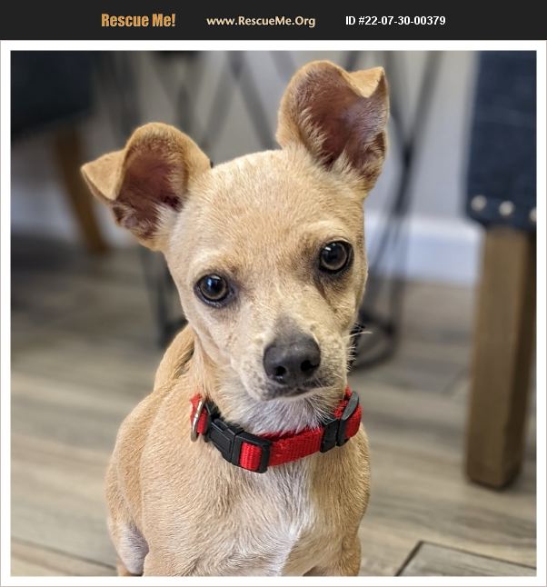 ADOPT 22073000379 ~ Chihuahua Rescue ~ Tavares, FL