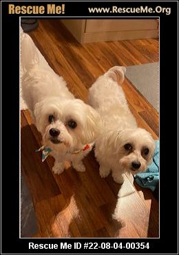 - Florida Maltese Rescue - ADOPTIONS - Rescue Me!