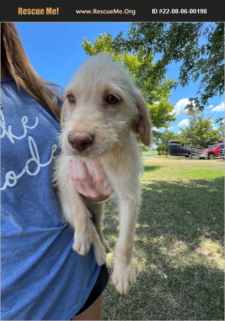 ADOPT 22080600198 ~ Lab Rescue ~ Sheridan, AR