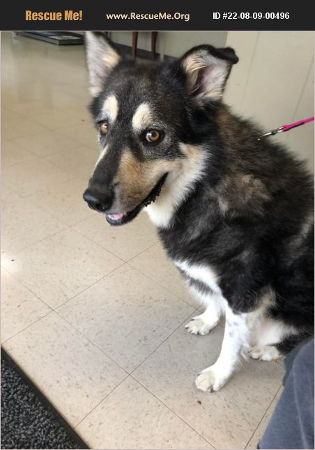 ADOPT 22080900496 ~ Alaskan Malamute Rescue ~ North Brunswick, NJ