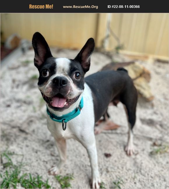 ADOPT 22081100366 ~ Boston Terrier Rescue ~ Navarre, FL