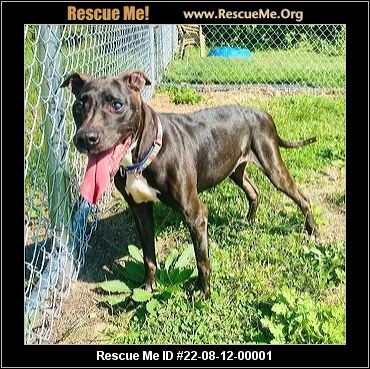- Connecticut Dog Rescue - ADOPTIONS - Rescue Me!
