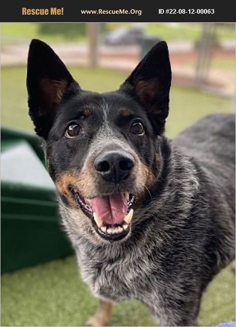 ADOPT 22081200063 ~ Australian Cattle Dog Rescue ~ Canton, GA