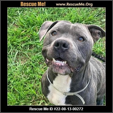 - Illinois Dog Rescue - ADOPTIONS - Rescue Me!