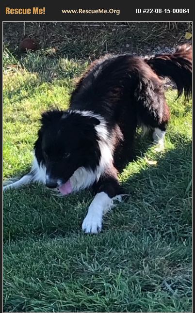 ADOPT 22081500064 ~ Border Collie Rescue ~ Montpelier, ID