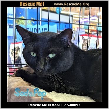 - Maryland Cat Rescue - ADOPTIONS - Rescue Me!