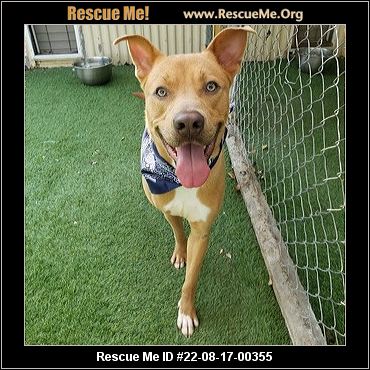 - Illinois Dog Rescue - ADOPTIONS - Rescue Me!