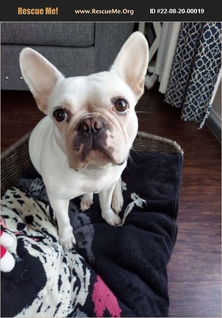 ADOPT 22082000019 ~ French Bulldog Rescue ~ tustin, CA