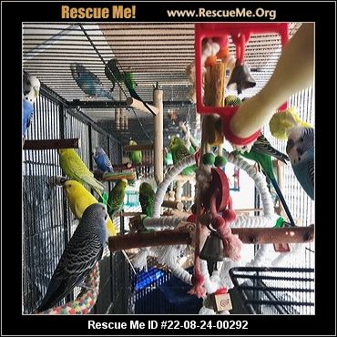 - California Pet Bird Rescue - ADOPTIONS - Rescue Me!