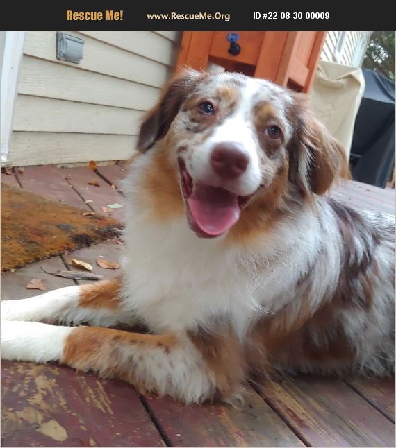 ADOPT 22083000009 ~ Australian Shepherd Rescue ~ Annapolis, MD